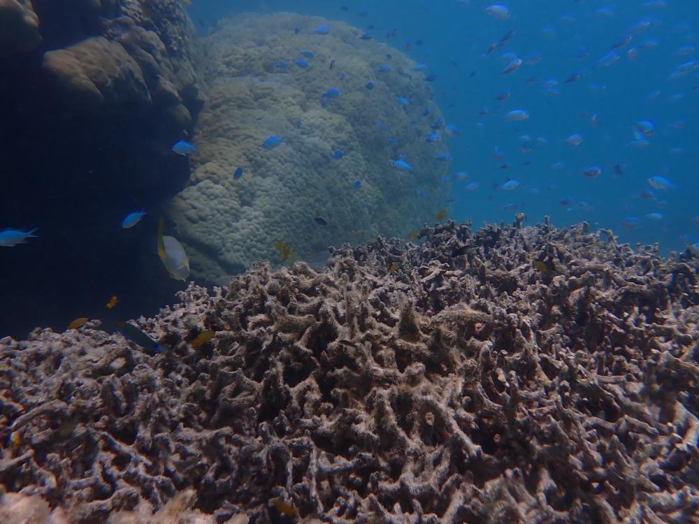 Дві третини коралів рифу Нінгалу зі списку всесвітньої спадщини загинули - науковці