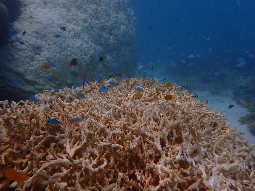 Дві третини коралів рифу Нінгалу зі списку всесвітньої спадщини загинули - науковці