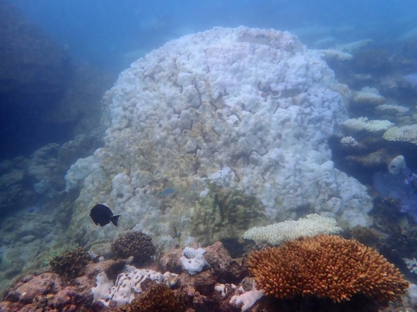 Дві третини коралів рифу Нінгалу зі списку всесвітньої спадщини загинули - науковці