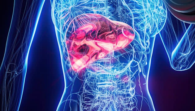 Печінка. Фото:  alamy.com