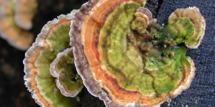 Фото: greenishbrown.blogspot.com