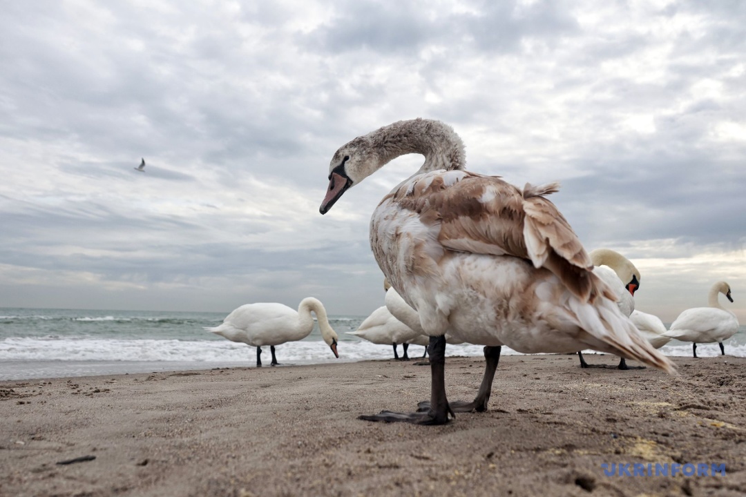 Фото: Ніна Ляшонок
