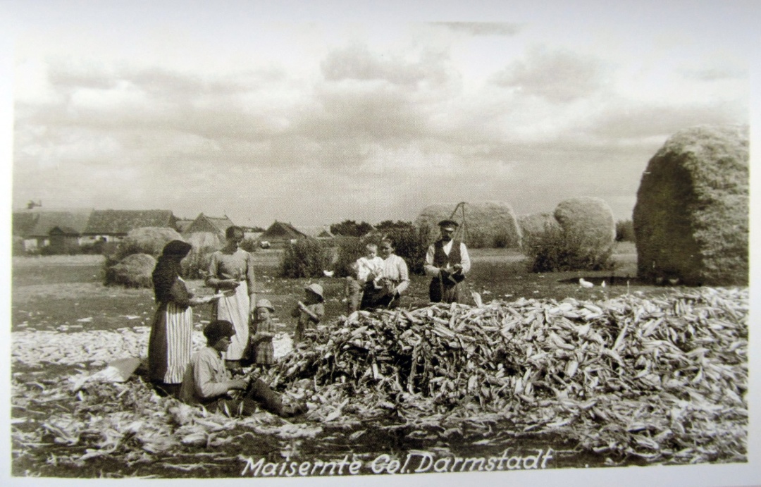 Чищення кукурудзи у німецькій лютеранській колонії Дармштадт (нині село Ромашки, Мелітопольського р-ну, Запорізької обл.), 1918 р.. Фото: wikipedia