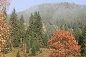 Рекордного потепління в Україні немає, з наступного тижня очікується зниження температури
