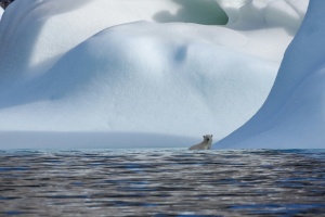 Ісландія визнала екзистенційною загрозою один із кліматичних феноменів