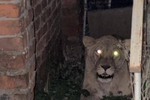 Поліція показала кадри пошуку левиці у Хмельницькому