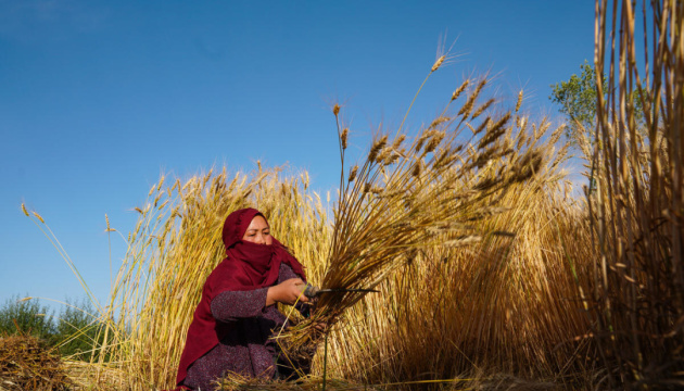 Індекс цін на олію сягнув максимуму з липня 2022 року - FAO