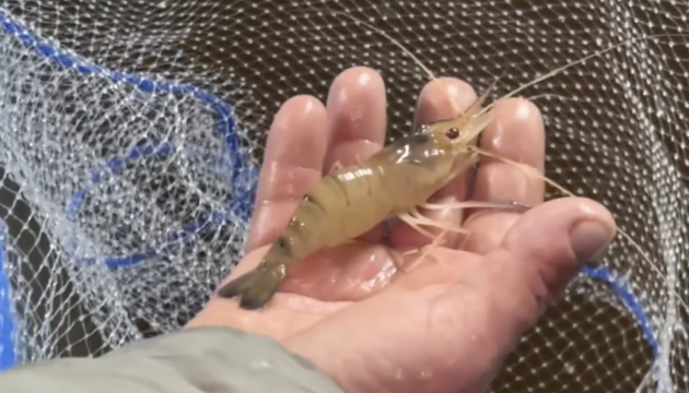 На Закарпатті ветеран відкрив першу акваферму з вирощування креветки та африканського сома