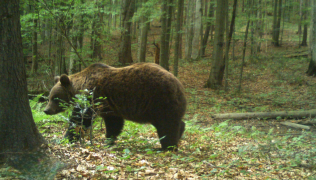 В Ужанському нацпарку у фотопастку потрапили бурі ведмеді