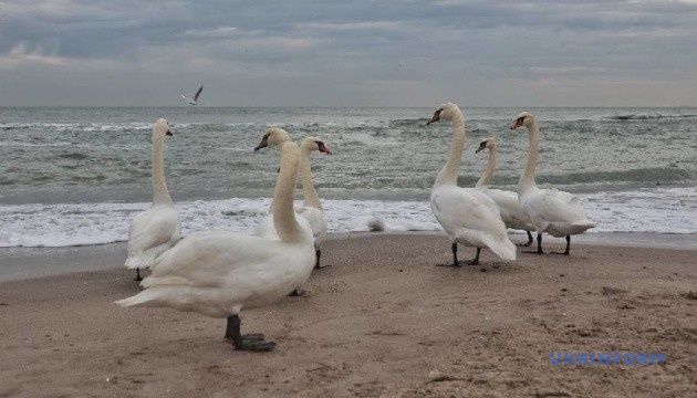 З понеділка в Україну повернеться волога, вітряна і тепла зима - синоптикиня