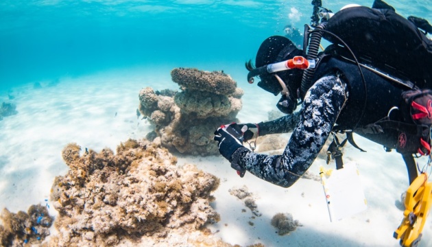 Дві третини коралів рифу Нінгалу зі списку всесвітньої спадщини загинули - науковці