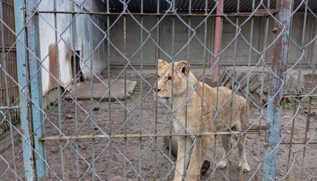 Двох левиць із хмельницького зоокуточка перевезуть до ПАР