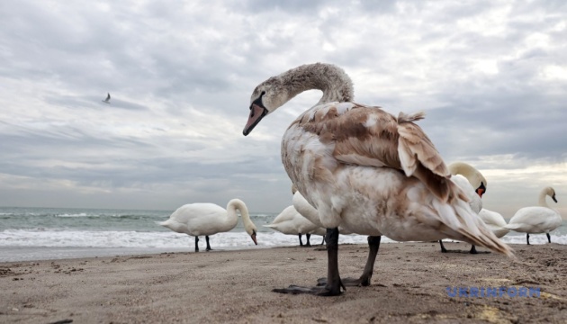 Справа Чернишова, порожні стільці й лебеді на пляжі