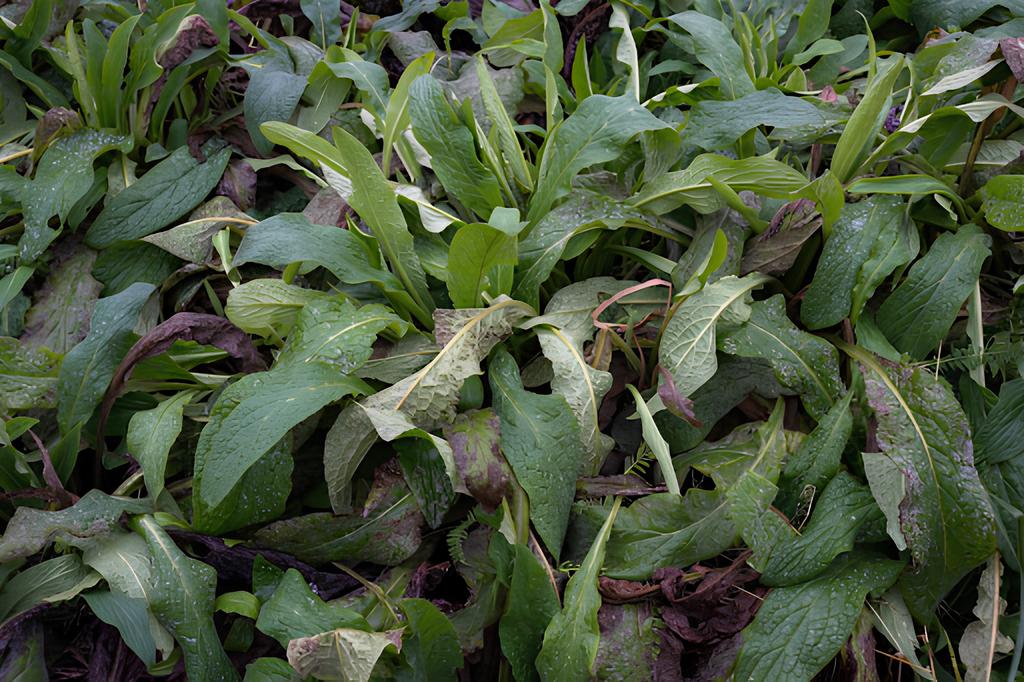  ріпак на ділянках ботанічного саду.