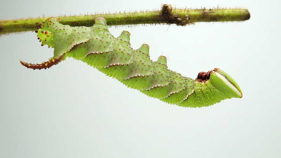 Фото: Sugiura et al. / Journal of Experimental Biology, 2025