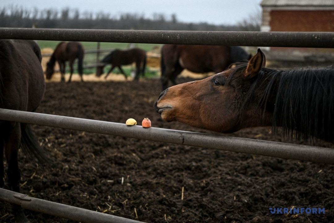 Фото: Дмитро Смольєнко