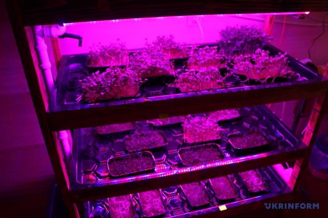 Мікрозелень, яку вирощують семикласники на шкільному Розумному городі, продають вчителям та в місцевий ресторан