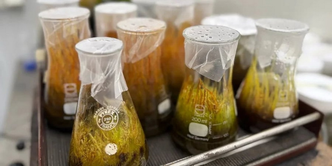 Фото Kaisa Lehosmaa / University of Oulu