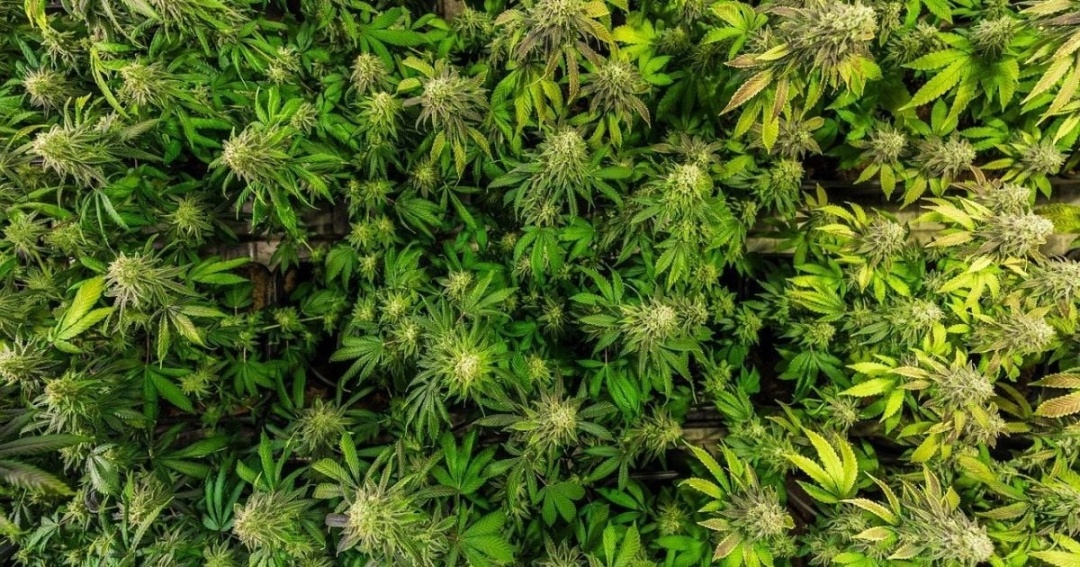 Канабіс. Фото: shutterstock.com