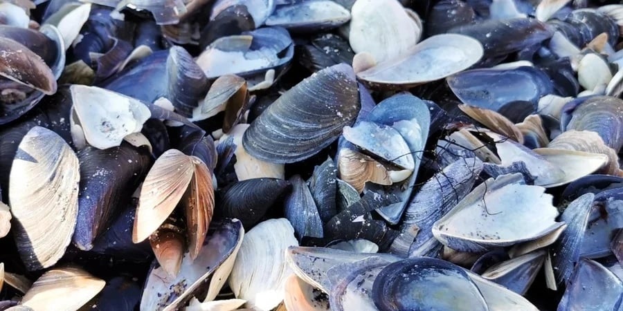 Мушлі мідій. Фото: istockphoto.com