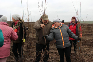 На Волині заклали найбільший вишневий сад в області
