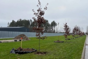 На Національному військовому кладовищі висадили алею дубів у пам’ять про загиблих воїнів