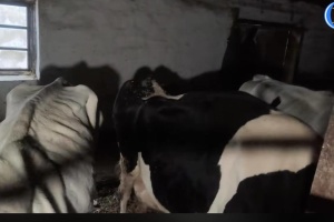 Зоозахисники вимагають реакції на жорстоке поводження з тваринами на підприємстві в Житомирській області