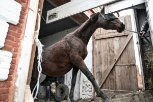 Врятувати скакунів