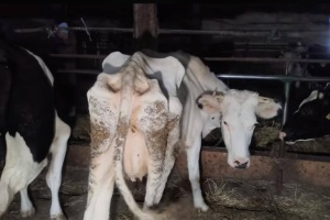 На Житомирщині поліція розслідує жорстоке поводження з тваринами на фермі