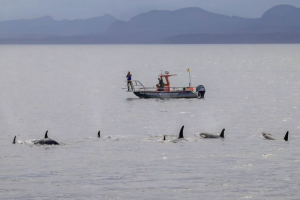 Учені вперше отримали підтвердження спільного полювання косаток та дельфінів