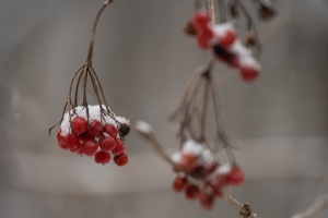 В Україні завтра очікується незначний мокрий сніг, температура від -7° до +5°