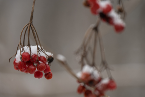 Україні прогнозують сніжні вихідні з потужними опадами у неділю