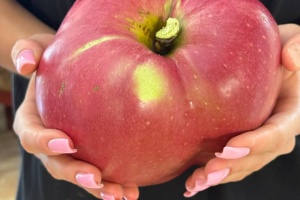 Киянин встановив рекорд України, виростивши яблуко вагою майже 1,3 кг