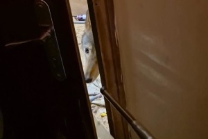 У Києві жінку покусав вовк, якого вона тримала у квартирі