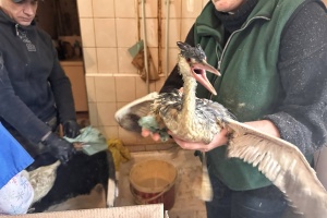 В Одесі до зоопарку принесли понад 200 птахів, які постраждали від витоку олії - директор