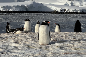 Українські полярники показали підводне життя пінгвінів