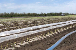 В Україні загальна площа зрошуваних земель перевищила 40 тисяч гектарів