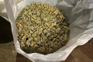Incautan cannabis a narcotraficantes por 9 millones de grivnas en la región de Ternópil