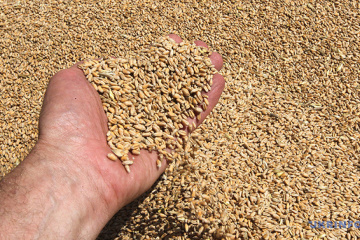 Внесок аграрного сектору в економіку під час війни