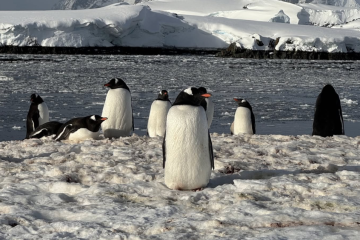 Українські полярники показали підводне життя пінгвінів