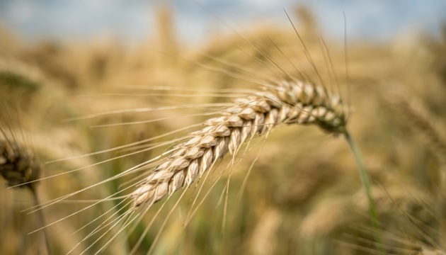 Ціни на ячмінь в Україні продовжують зростати