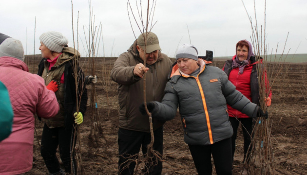 На Волині заклали найбільший вишневий сад в області