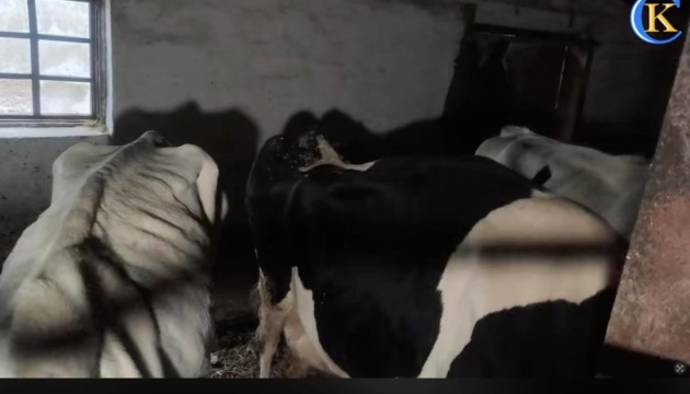 Зоозахисники вимагають реакції на жорстоке поводження з тваринами на підприємстві в Житомирській області