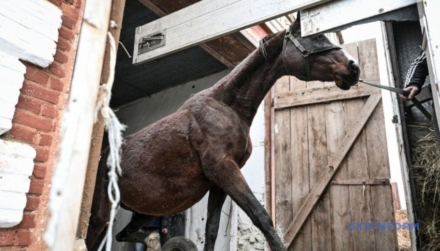 Врятувати скакунів