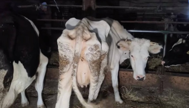 На Житомирщині поліція розслідує жорстоке поводження з тваринами на фермі