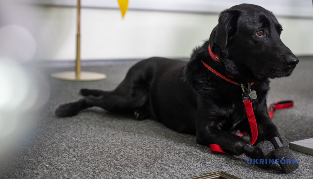 Пес Лавр на прес-конференції, присвяченій перспективам остеоінтеграційного протезування / Фото: Данило Антонюк. Укрінформ