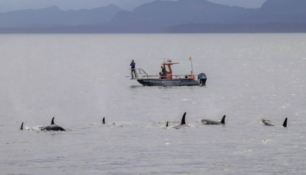 Учені вперше отримали підтвердження спільного полювання косаток та дельфінів