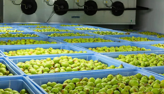 Small vegetable storage facilities will not solve Ukraine’s harvest preservation problem – MP