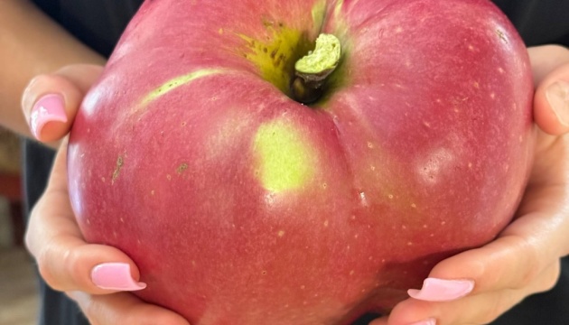 Киянин встановив рекорд України, виростивши яблуко вагою майже 1,3 кг