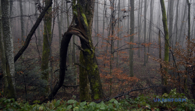 Землі столітнього лісу біля Буковелю повернули у державну власність